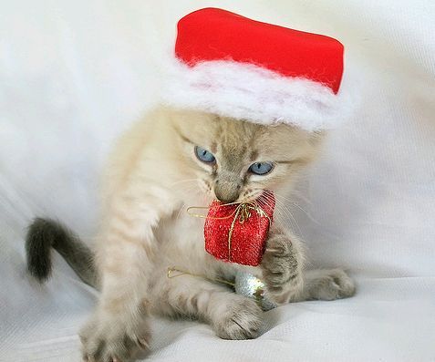 karácsonyi macska