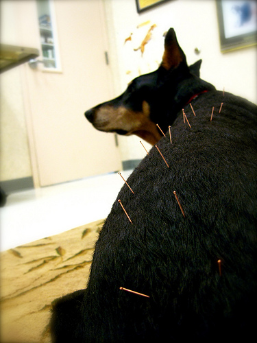 kutya-akupunktura