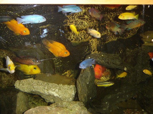 színes halak