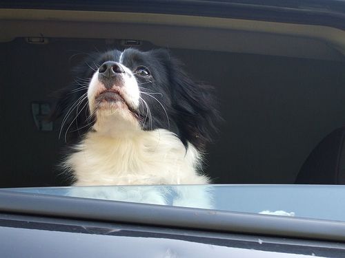 Kutya az autóban