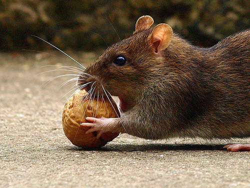 patkány diót eszik