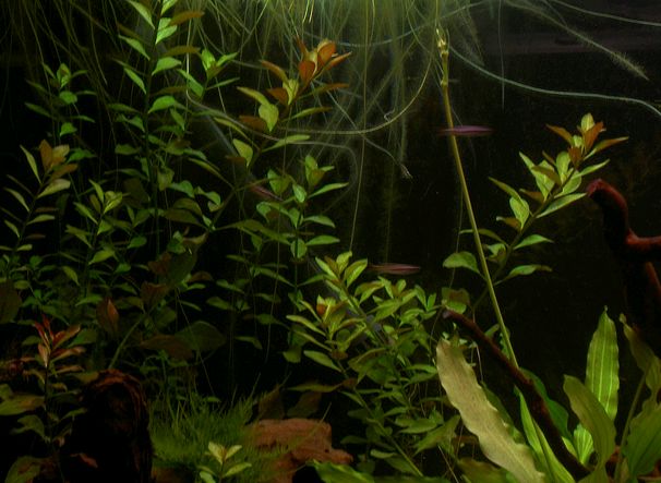 tengeri-akvarium-berendezese-kep