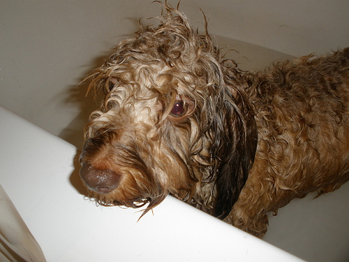 kutya, kutyás kép, kutya fürdetés, vizes kutya