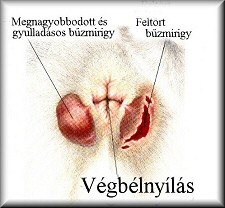 Bűzmirigy - mit kell tudni róla?