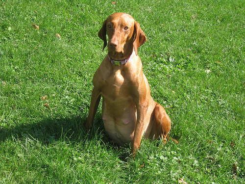 Vemhes vizsla