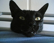 fekete macskás babona, szerencse, gyógyító