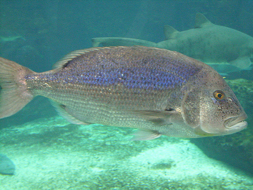 Kékes hal