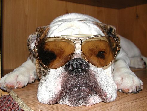 kutya,napszemüveg