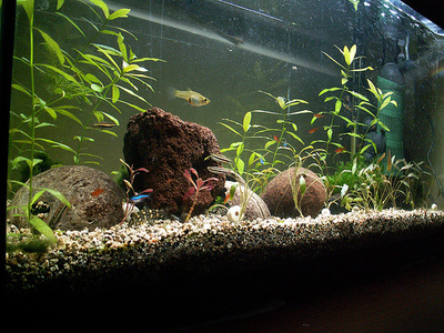 akvarium-gupikkal