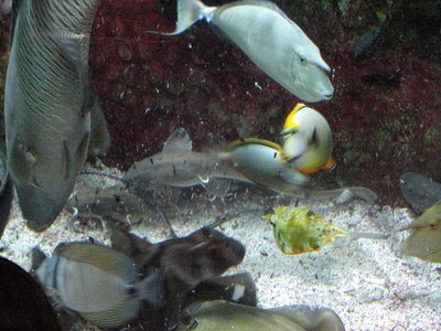 tengeri-akvarium-berendezese