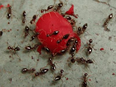 hangyák egy morzsán
