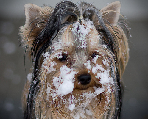 yorkie kutya télen, havas kutya