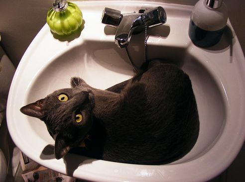 macska, cica, fürdetés