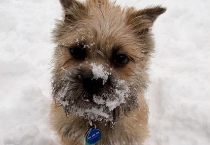 Hogyan gondozzuk télen a kutyánkat? A legfontosabb tudnivalók