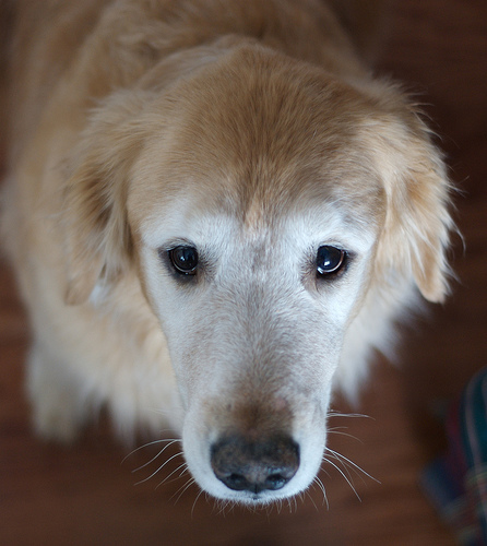 artatlan-golden-retriever