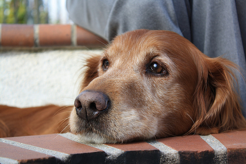 oreg-golden-retriever