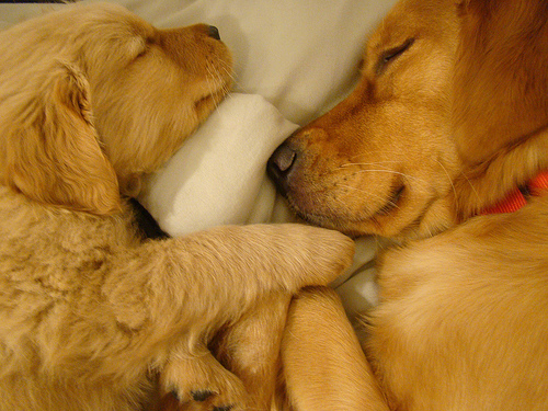 alvó kutyusok