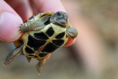 teknős a kézben