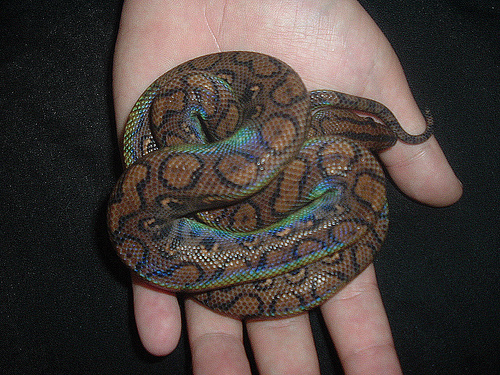 kígyó a kézben