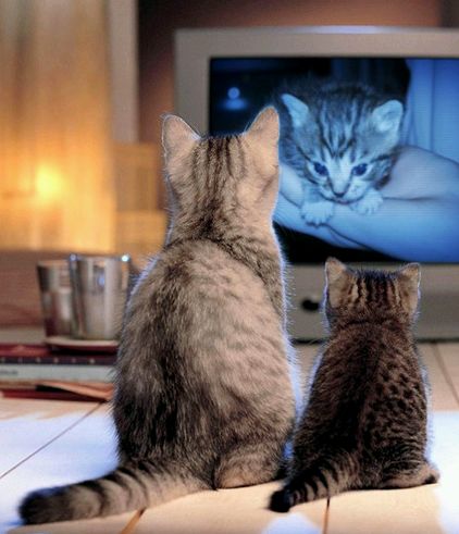 Macskák a tv előtt