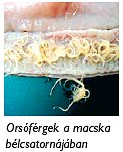 KELL A MACSKÁNAK BOLHA ÉS BÉLFÉREG? (x)