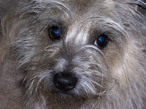 Keverek terrier