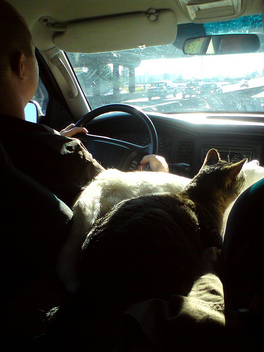 Macskak az autoban