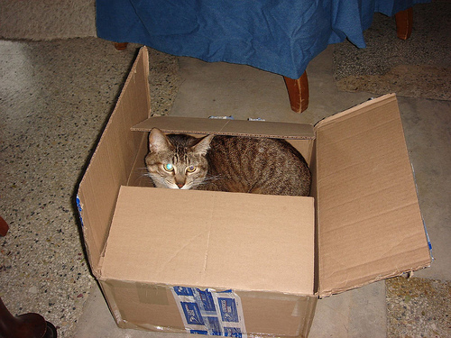 Macska a dobozban