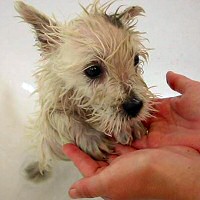 szobakutya fürdetése, kutya fürdik