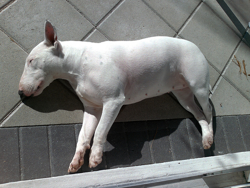 lusta-bull-terrier