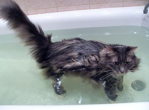 cica, macska, fürdetés