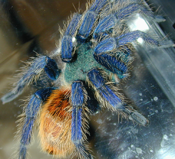 madárpók, tarantula, terrárium