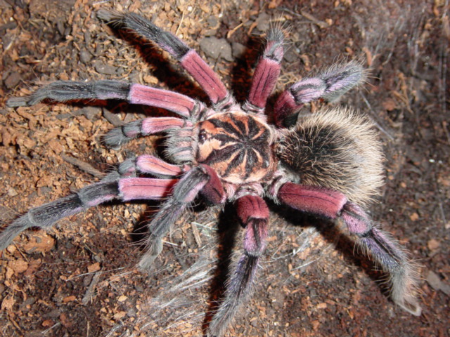 Xenesthis, madárpók, tarantula