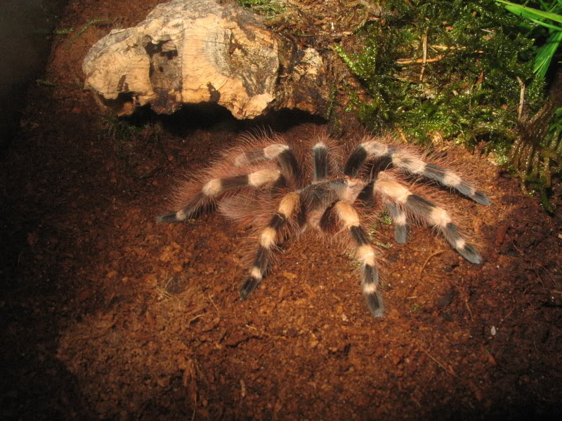 Nhandu coloratovillosus, madárpók, terrárium