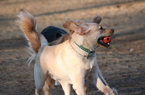 kutyák játék közben
