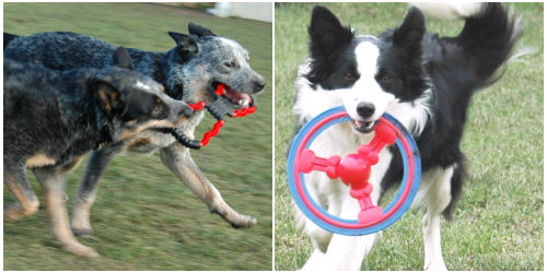 Kutyajátékok: frizbi és húzogatós játék