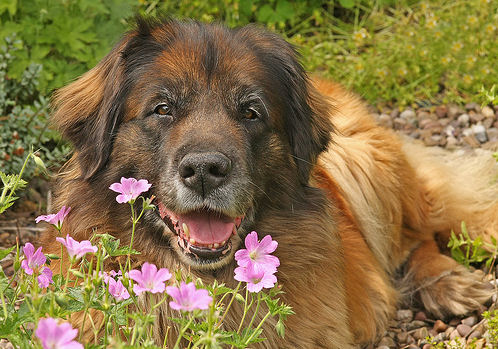 kutya és virág