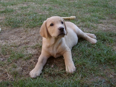 Labrador