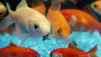 fehér és narancssárga halak