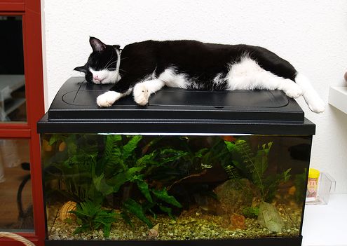 akvarisztika, akvárium, cica