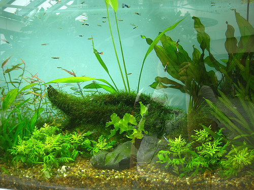 Akvarium feher féreg