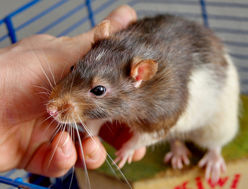 Háziállat patkány fogyni, Ízületi és patkánybetegségek, Kategória Sérv | Július