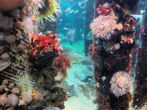 korall-akvariumok