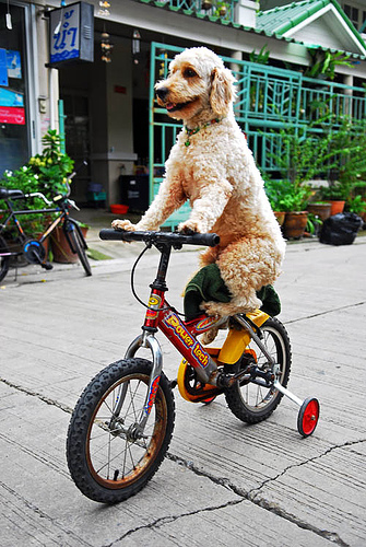 biciklizo-kutya