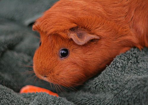 Cavia-porcellus