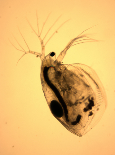 Kis vízibolha (Daphnia pulex)