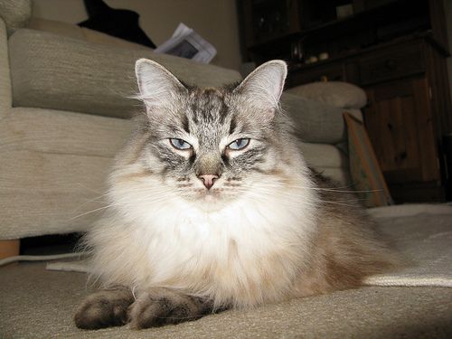hosszu-szoru-macska