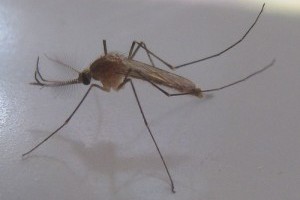 Szúnyog- parazita