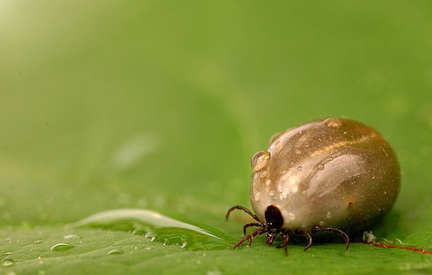 Kivédhető a Lyme-kór?