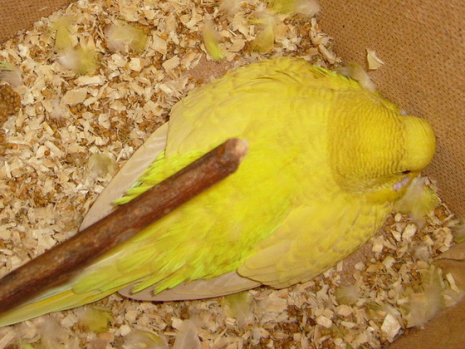 papagaj-kotlik